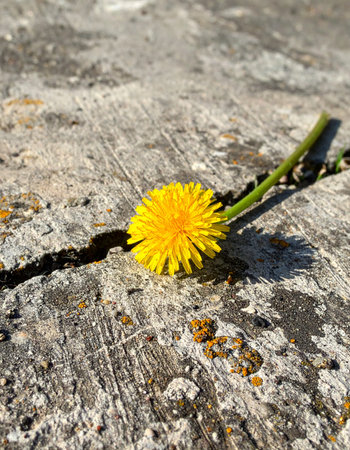 A single, vibrant yellow dandelion defiantly blooms from a narrow crack in weathered concrete.の素材