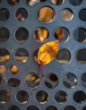 A single, golden autumn leaf rests on a cool, perforated metal surface, caught in the warm glow of late afternoon sun.の素材