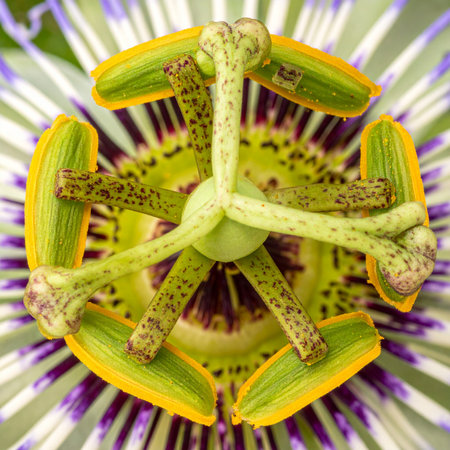 A macro view into the heart of a passion flower reveals a stunning display of natural architecture.の素材
