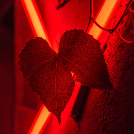 In the heart of the city's vibrant nightlife, two heart-shaped leaves are bathed in the passionate, electric glow of a red neon sign.の素材