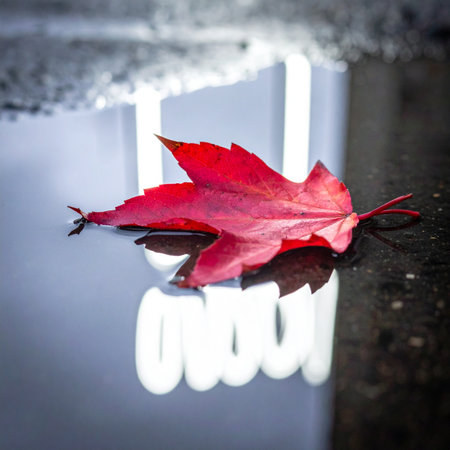 A single, vibrant red autumn leaf rests in a cool puddle on the city pavement.の素材