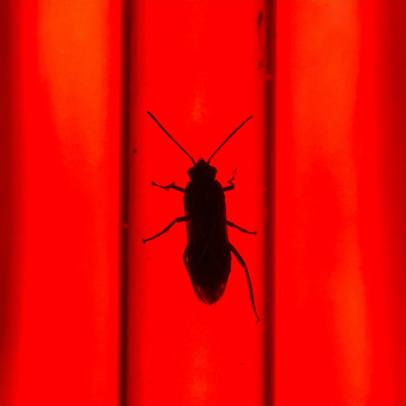 A lone cockroach is starkly silhouetted against an intense, glowing red background, creating a sense of alarm and unease.の素材