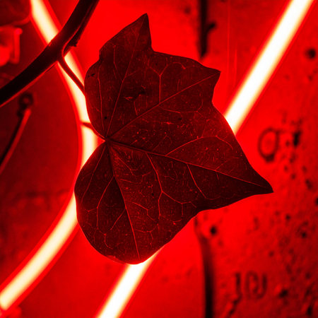 A single ivy leaf is bathed in an intense, futuristic red glow, creating a striking contrast between the natural world and a high-tech, abstract environment.の素材