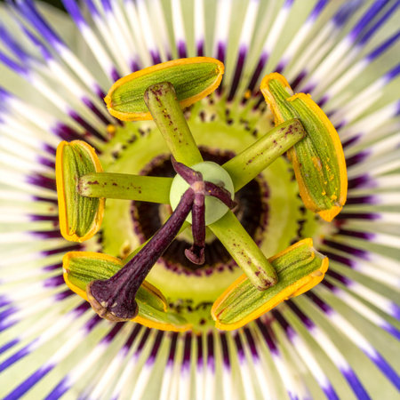 A mesmerizing macro view into the heart of a passion flower, revealing its complex and symmetrical architecture.の素材