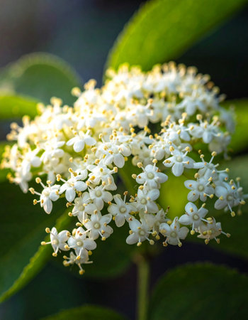 A delicate cluster of tiny white elderflowers glows in the warm, soft sunlight of a spring garden.の素材