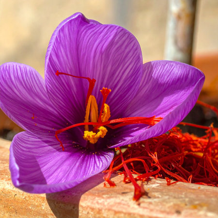 A single, vibrant purple crocus flower blooms, proudly displaying its precious, deep-red stigmas.の素材