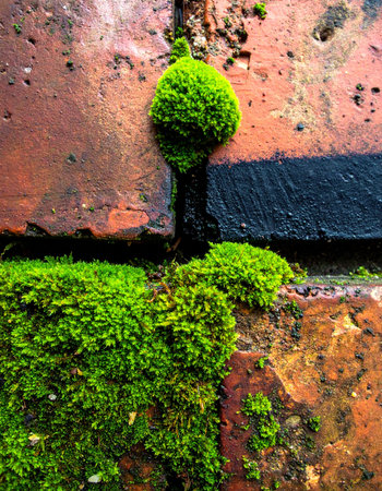 In the forgotten corners of the city, life finds a way.の素材