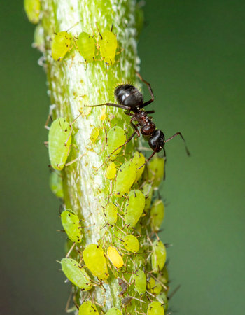 A fascinating macro view captures a moment of natural cooperation. A black ant diligently tends to its colony of green aphids, protecting them in exchange for their sweet honeydew.の素材