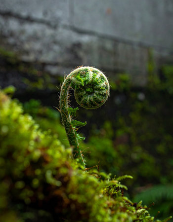 A young fern fiddlehead, a perfect spiral of new life, emerges from a bed of vibrant green moss.の素材