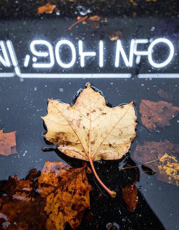 A single, golden autumn leaf floats in a dark puddle, its surface mirroring the stark white glow of a neon sign.の素材