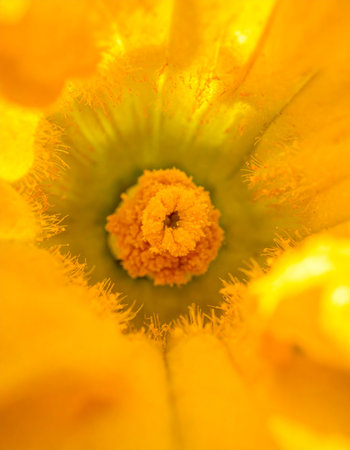 An extreme macro view into the heart of a sun-drenched zucchini blossom.の素材