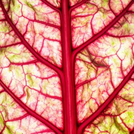 A macro photograph captures the intricate, glowing network of red veins in a chard leaf.の素材