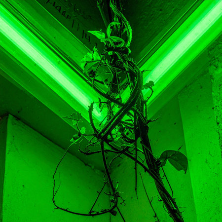 In a forgotten corner of a futuristic world, a resilient plant defies its sterile environment.の素材