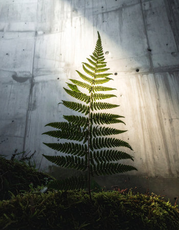 In a stark, man-made concrete space, a single beam of light illuminates a lone fern, a powerful symbol of nature's enduring resilience and hope.の素材