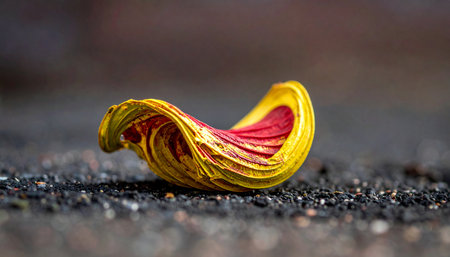A single, vibrant petal rests on a dark, gritty surface, a small testament to fleeting beauty.の素材