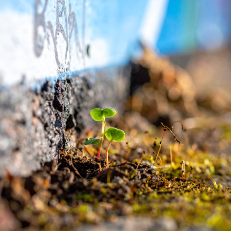 Against all odds, a tiny green seedling pushes through a crack in the urban pavement.の素材
