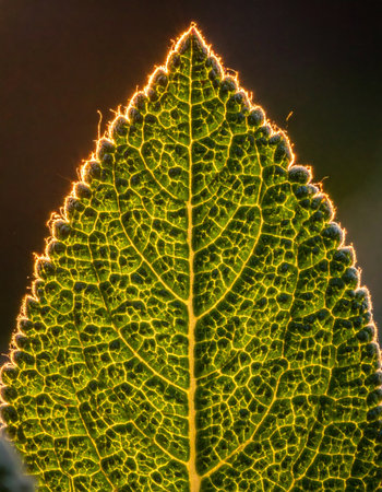 Golden sunlight filters through a vibrant green leaf, illuminating its intricate network of veins like a complex circuit board of life.の素材