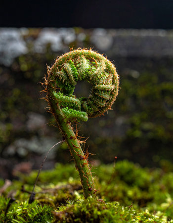 A young fern fiddlehead, tightly coiled in its spiral of potential, begins to unfurl amidst a bed of lush green moss.の素材