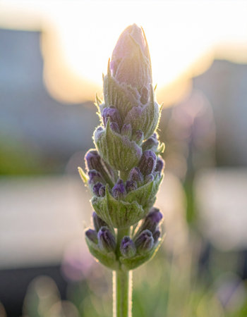 A single lavender bud stands poised against the warm, ethereal glow of the setting sun.の素材