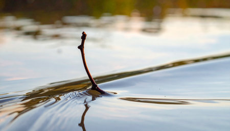 A solitary twig embarks on a quiet journey, gently gliding across the calm, reflective surface of a pond.の素材