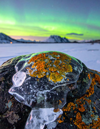 In the heart of a frozen arctic wilderness, a vibrant orange lichen clings to a dark stone, encased in a delicate sculpture of ice.の素材