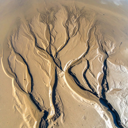 Intricate, dark channels branch out like veins across wet sand, showcasing the beautiful and complex fractal patterns created by water erosion.の素材