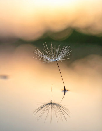 A single, delicate dandelion seed, adorned with glistening morning dew, rests on a still surface, creating a perfect reflection.の素材