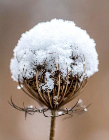 A delicate, dried wildflower head, possibly Queen Anne's Lace, stands resiliently against the cold, wearing a soft cap of freshly fallen snow.の素材