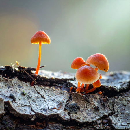 A tiny family of orange mushrooms emerges from the textured bark of a fallen log.の素材