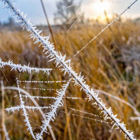 As the first light of a chilly dawn breaks over a quiet field, intricate ice crystals form along the delicate threads of a spiderweb.の素材