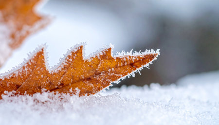 A lone, crisp oak leaf, a final remnant of autumn, rests on a fresh blanket of snow.の素材