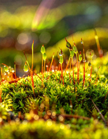 Bathed in the warm glow of morning sun, tiny moss sprouts emerge from the forest floor, each adorned with a glistening droplet of dew.の素材