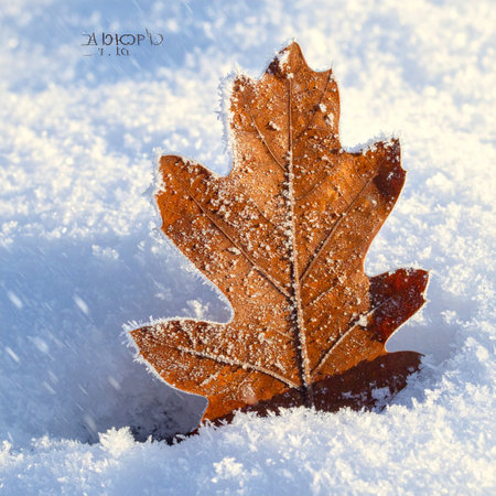 A lone, brown oak leaf, a final remnant of autumn, stands resiliently in a fresh blanket of snow.の素材