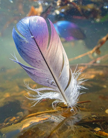 A single, delicate feather with iridescent purple and blue hues floats gently beneath the surface of a clear, sunlit creek.の素材