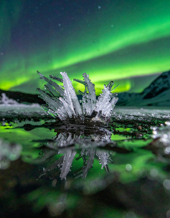 A delicate ice crystal formation emerges from a frozen surface, perfectly reflecting the magical green dance of the Aurora Borealis in the night sky.の素材