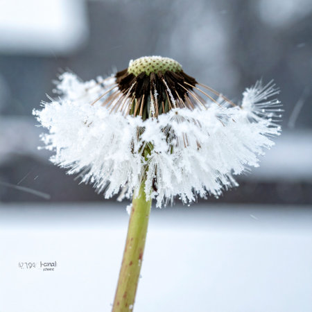 A close-up of a dandelion seed head caught in an early winter frost.の素材