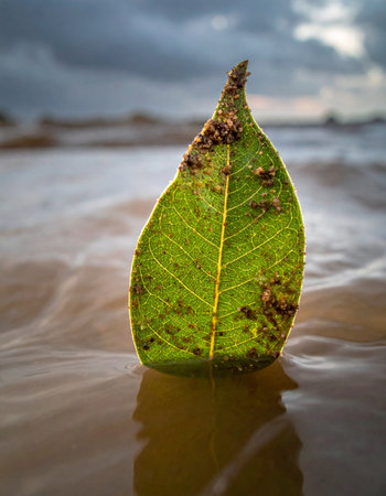 A single green leaf stands resilient against the gentle tide, washed ashore after a long journey.の素材