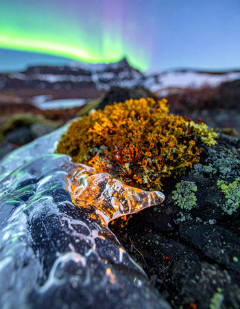A close-up perspective captures the intricate beauty of a piece of cracked ice and vibrant moss on volcanic rock.の素材