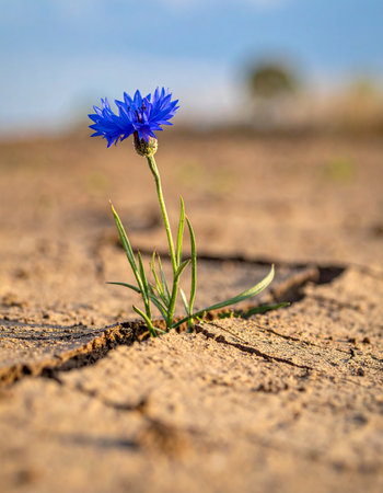 Against all odds, a single, vibrant blue cornflower emerges from the parched, cracked earth.の素材