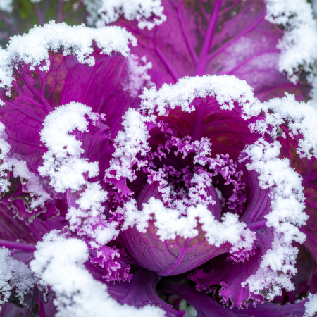 A stunning close-up captures the vibrant purple hues of an ornamental cabbage as it receives the first delicate dusting of winter snow.の素材