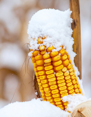 A golden ear of corn, a remnant of the autumn harvest, receives a surprise blanket of fresh winter snow.の素材