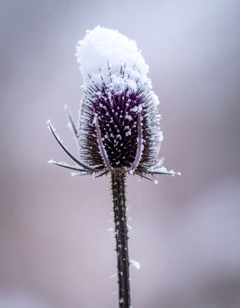 A single, resilient teasel stands against the quiet chill of a winter morning.の素材