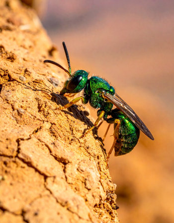 A stunning macro shot captures the intricate details of a vibrant, iridescent green sweat bee as it pauses on the rough, textured bark of a tree.の素材