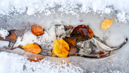 A poignant natural still life captures the moment autumn gives way to winter.の素材