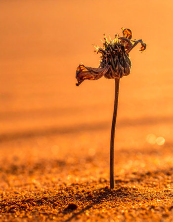 A single withered flower stands resilient against a warm, golden sunset.の素材