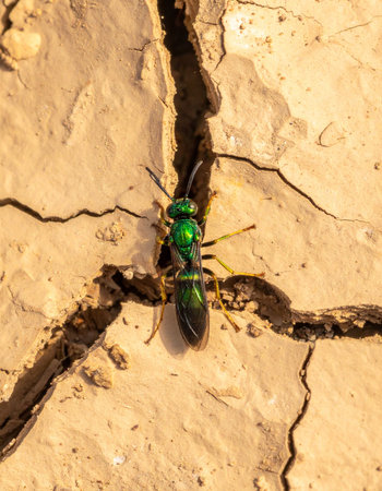 A stunning, jewel-toned emerald wasp makes its way through the deep crevices of sun-baked, cracked earth.の素材