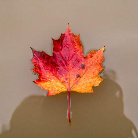 A single, vibrant maple leaf, ablaze with the fiery colors of red and orange, rests against a simple, neutral background.の素材
