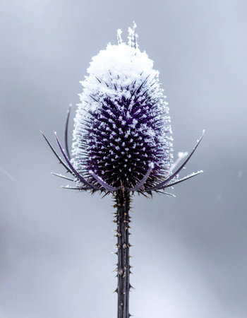 A single wild teasel stands resilient against the biting cold, its spiky head adorned with a delicate crown of glistening frost.の素材