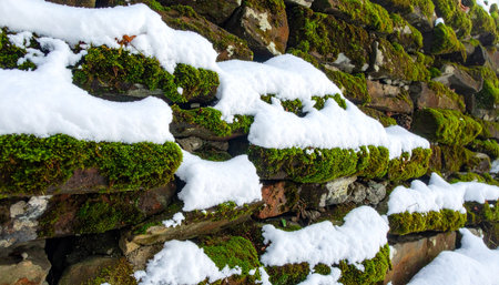 A fresh blanket of pure white snow settles upon a vibrant green mossy wall, creating a stunning natural contrast of color and texture.の素材