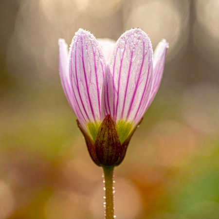 A close-up of a single pink striped wildflower covered in tiny morning dew drops.の素材